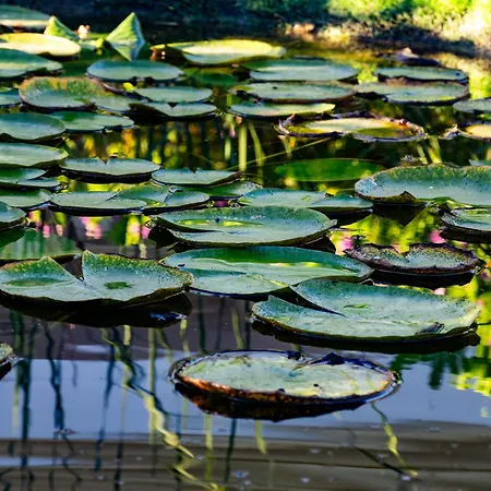 Ma Vie La 阿尔布费拉